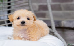 Maltipoo dogs for sale: Vander - Image 1