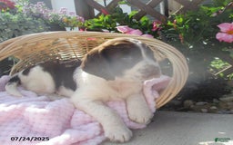 English Springer Spaniel dogs for sale: Marilla - Image 1