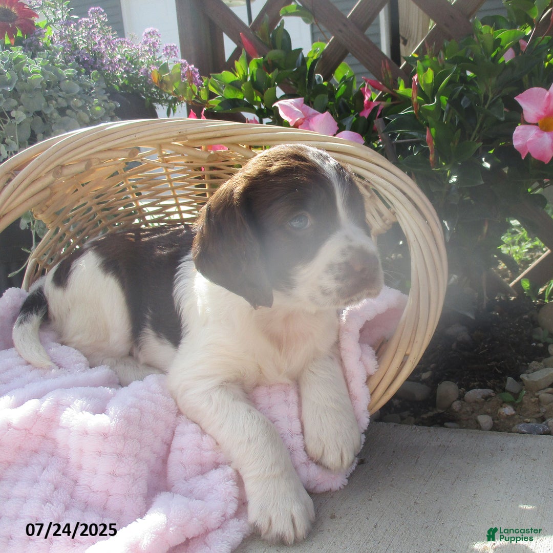 English Springer Spaniel dogs for sale: Marilla - Image 1