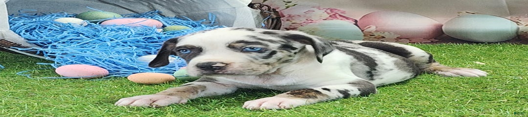 Juliet 2025 M6 Catahoula Puppy