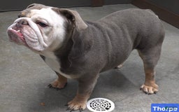 English Bulldog dogs for sale: Ollie - Image 20