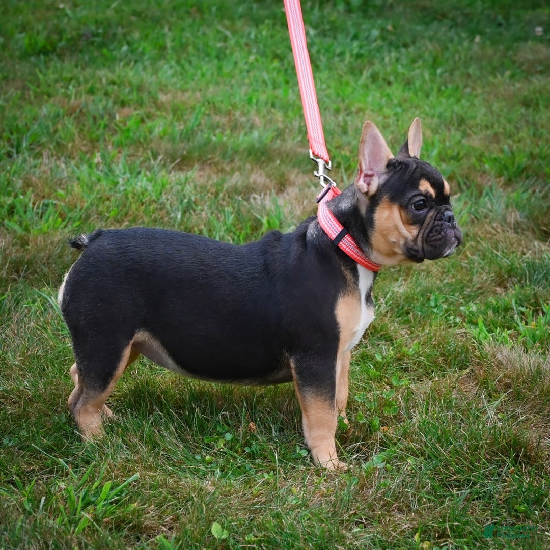 French Bulldog dogs for sale: Princess - Image 8