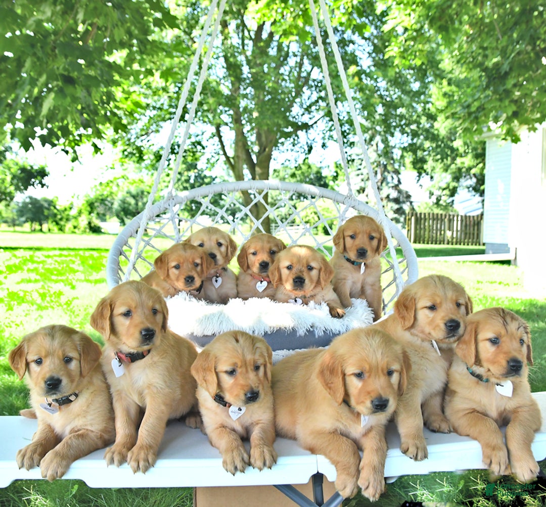 Golden Retriever dogs for sale: Allie - Image 12