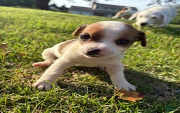 Jack Russell Terrier dogs for sale: Mila - Image 1
