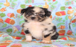  dogs for sale: Toy Australian Shepherd 3 puppies - Image 10
