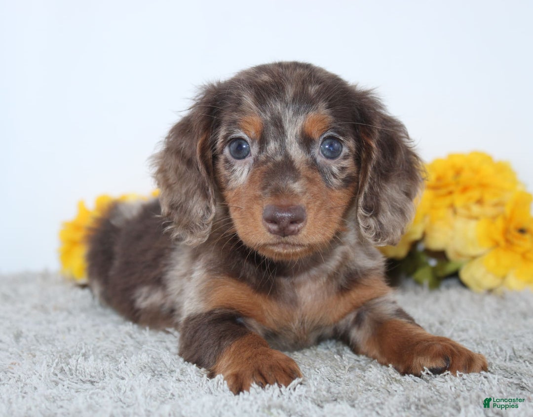 Miniature Dachshund dogs for sale: Wesley - Image 3