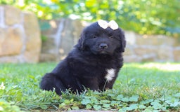 Newfoundland dogs for sale: Nala - Image 1
