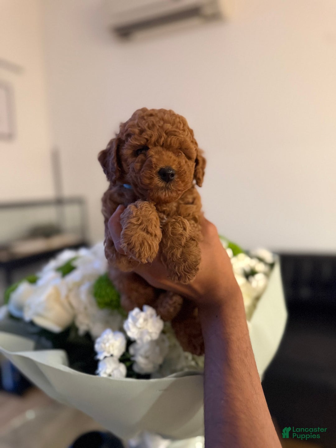 Toy Poodle dogs for sale: Zion - Image 1