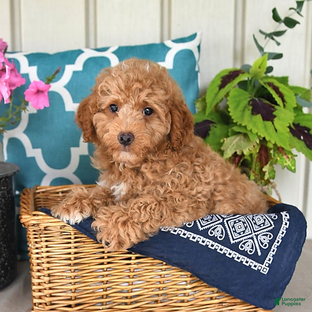 Miniature Poodle dogs for sale: Flash - Image 3