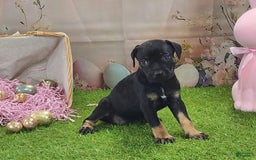Catahoula Leopard Dog dogs for sale: Goldie 2025 F2 - Image 10