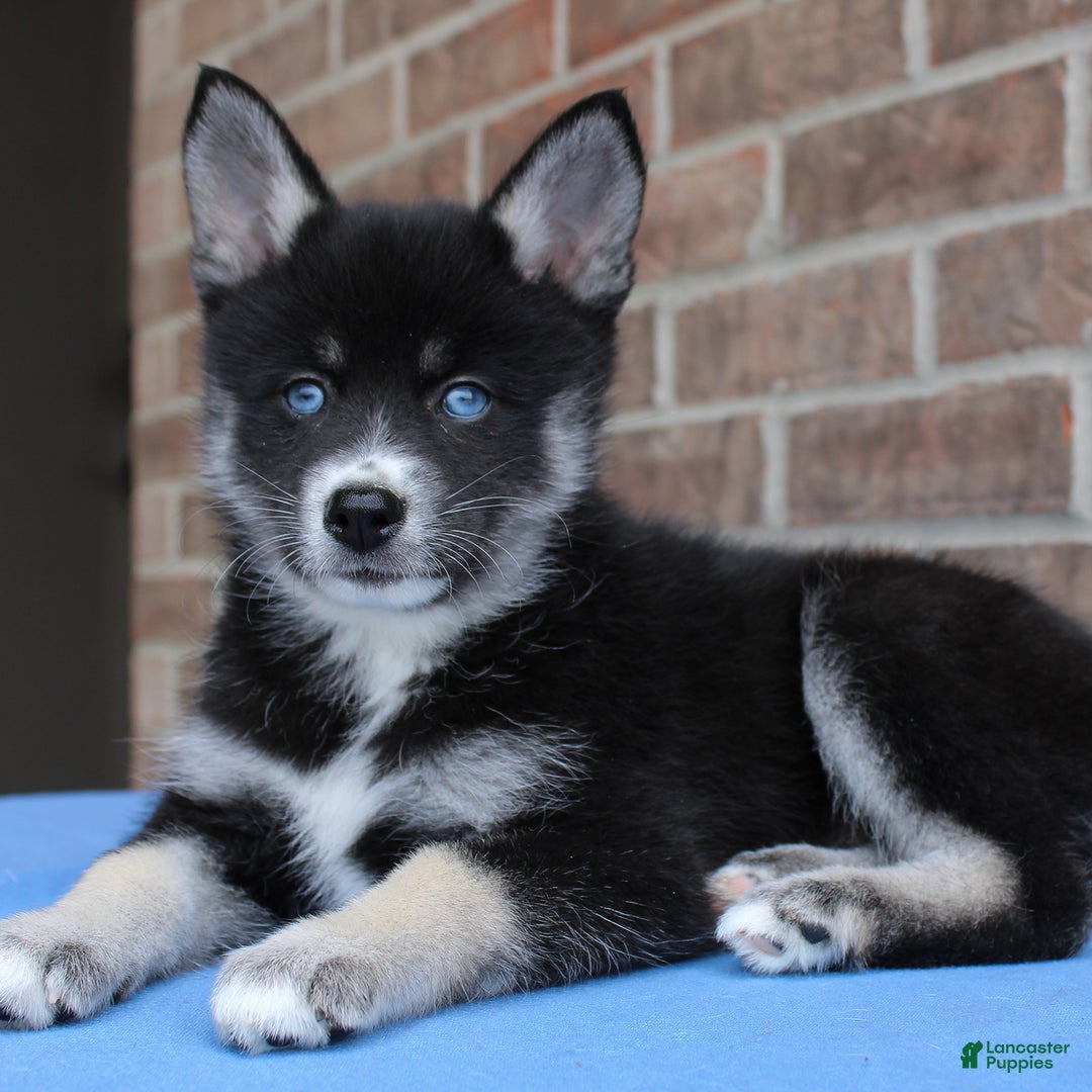 Pomsky dogs for sale: Ava - Image 2
