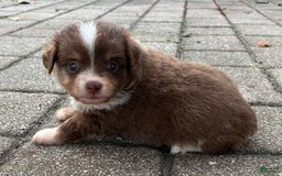  dogs for sale: Ladybug - Image 1