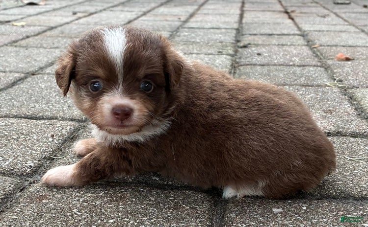  dogs for sale - Ad 2