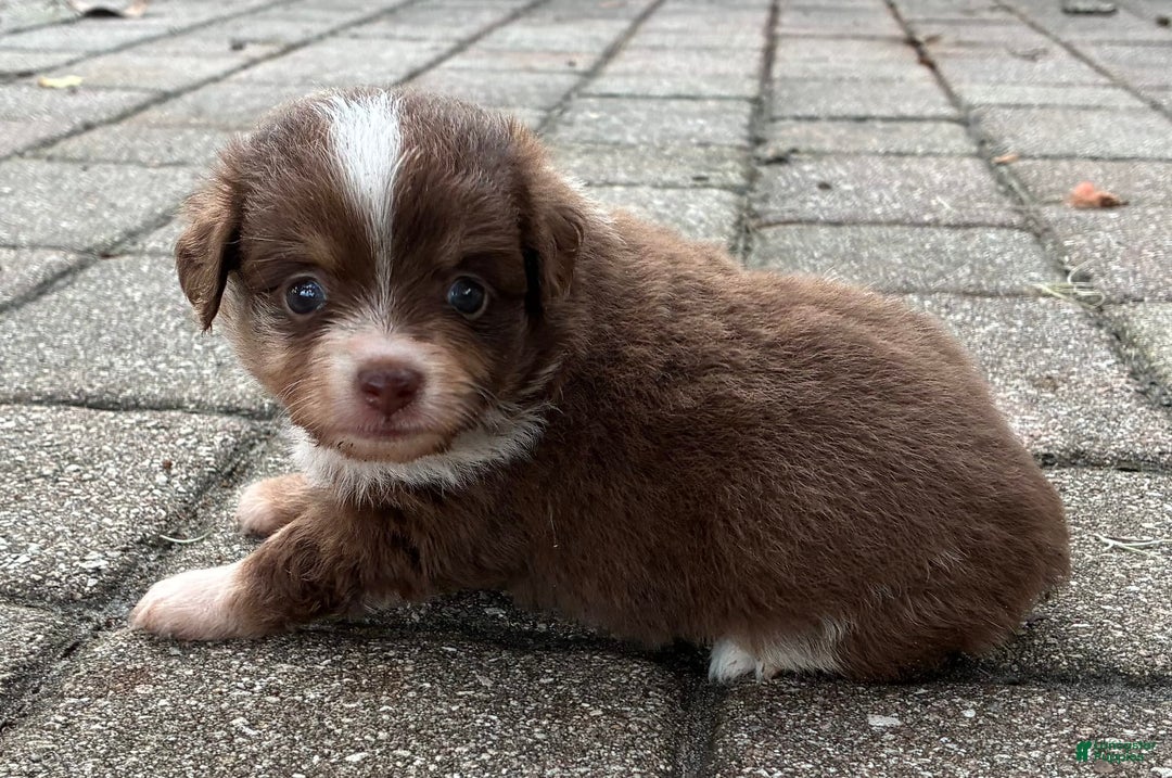  dogs for sale: Ladybug - Image 1