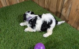 Cavapoo dogs for sale: Missy Girl 3 - Image 17