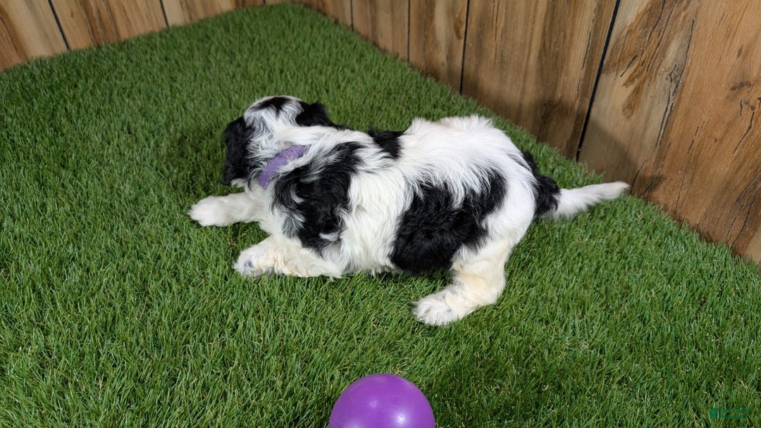 Cavapoo dogs for sale: Missy Girl 3 - Image 17