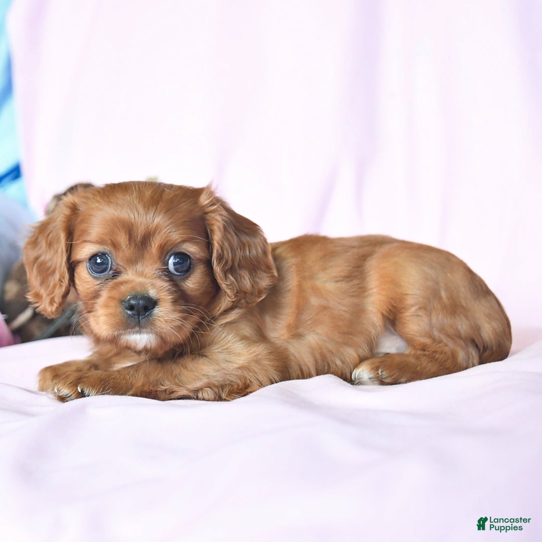 Cavalier King Charles Spaniel dogs for sale: Joy - Image 5