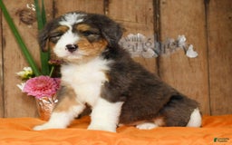 Bernedoodle dogs for sale: Diana - Image 2