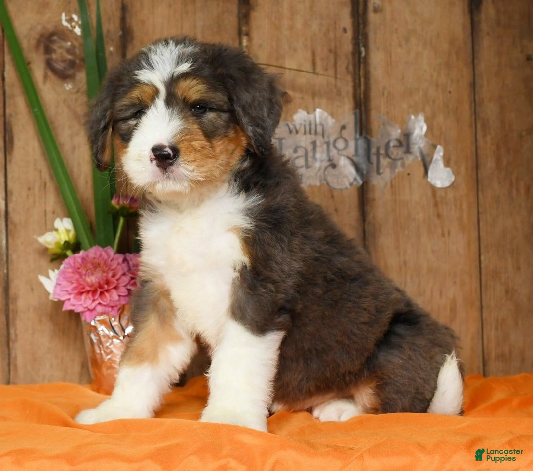 Bernedoodle dogs for sale: Diana - Image 2