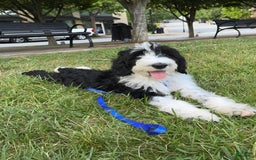 Sheepadoodle dogs for sale: Bunny - Image 3