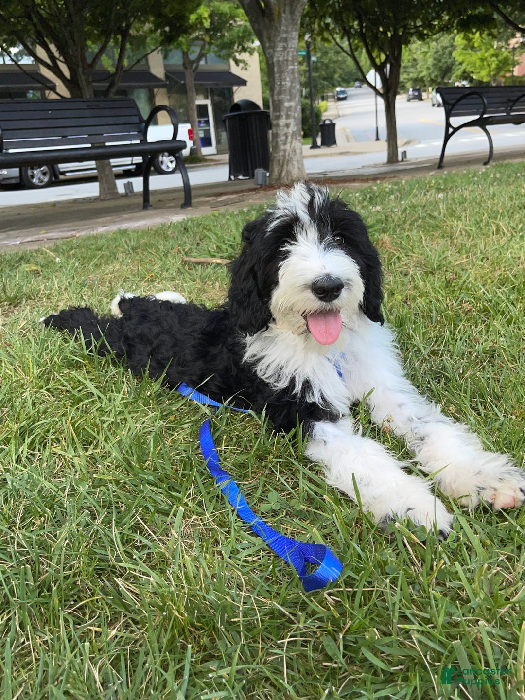 Sheepadoodle dogs for sale: Bunny - Image 3