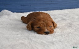 Cavapoo dogs for sale: Cavapoo 6 puppies - Image 9