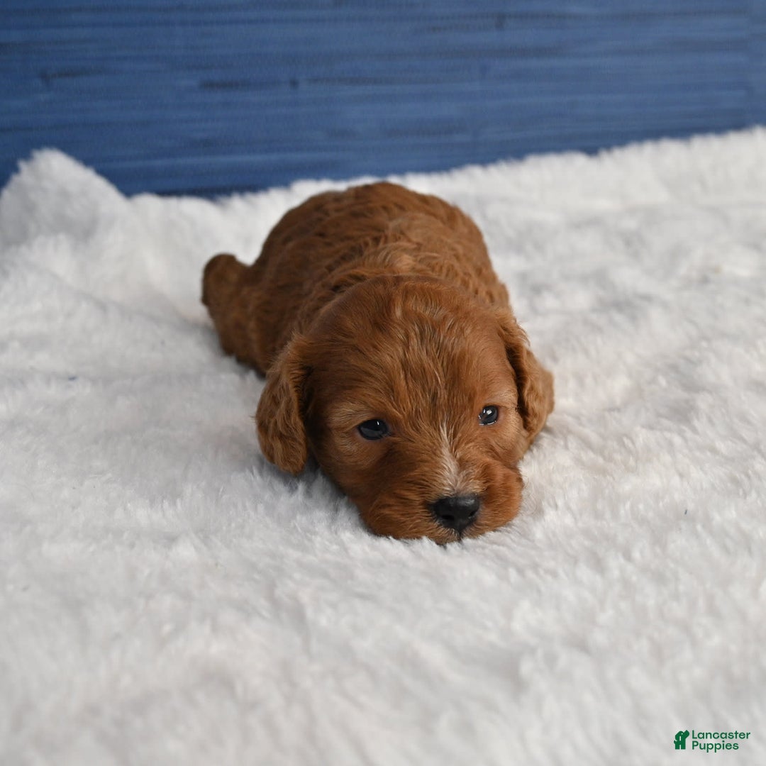 Cavapoo dogs for sale: Cavapoo 6 puppies - Image 9