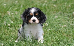 Cocker Spaniel dogs for sale: Derek - Image 2