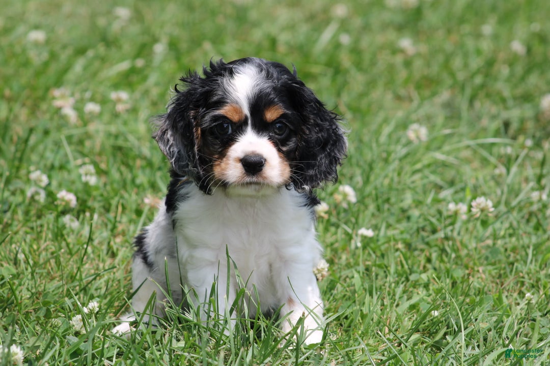 Cocker Spaniel dogs for sale: Derek - Image 2