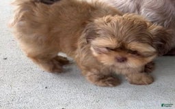 Shih Tzu dogs for sale: Brennan - Image 12
