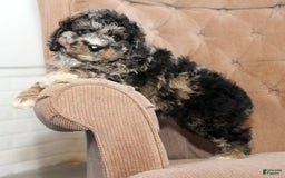 Cockapoo dogs for sale: Bo Jangles - Image 3