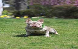 French Bulldog dogs for sale: Dante - Image 16