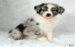 Miniature Australian Shepherd dogs for sale: Jewel - Image 8