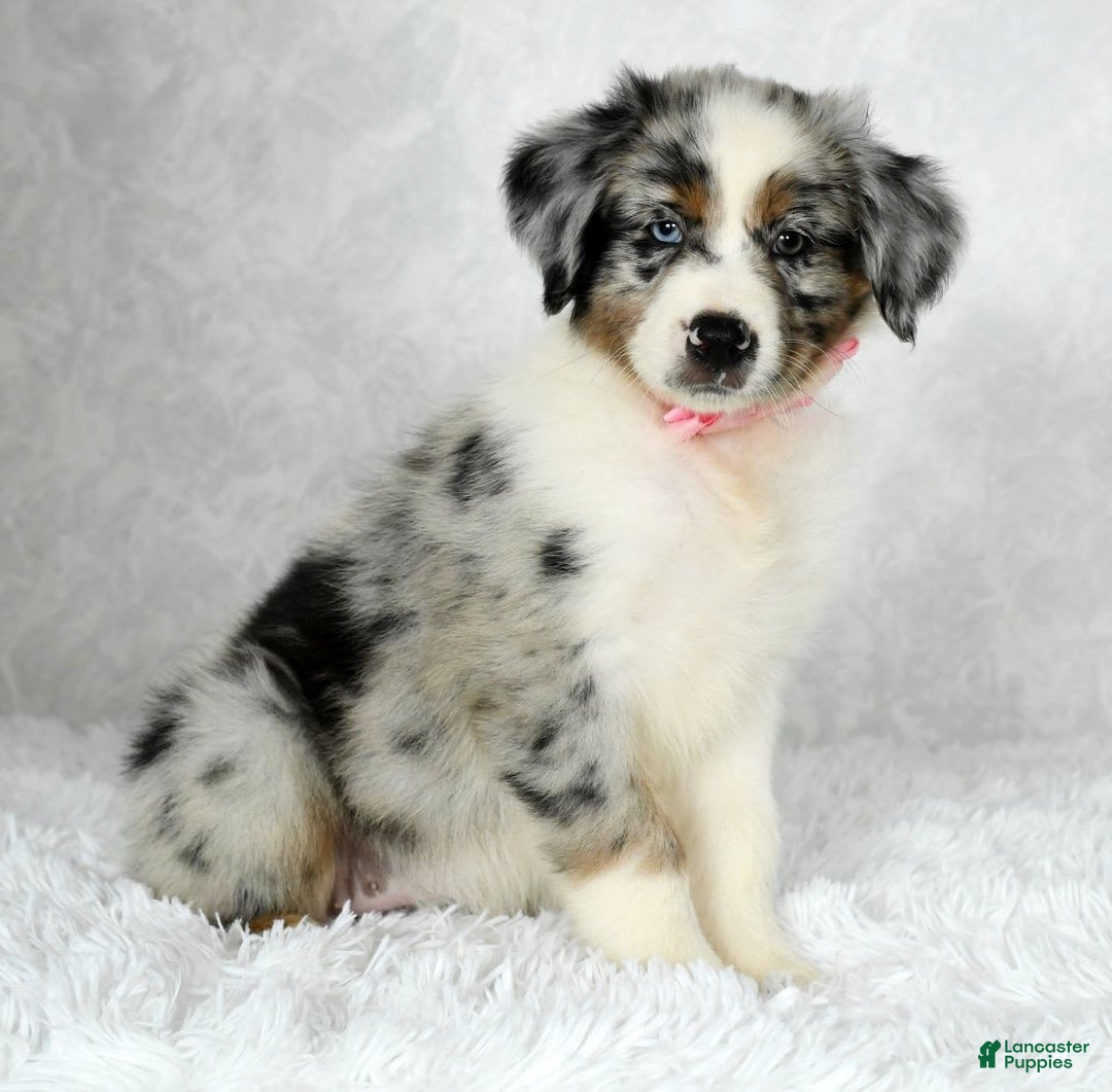 Miniature Australian Shepherd dogs for sale: Jewel - Image 8