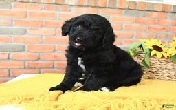 Bernedoodle dogs for sale: Timber - Image 1