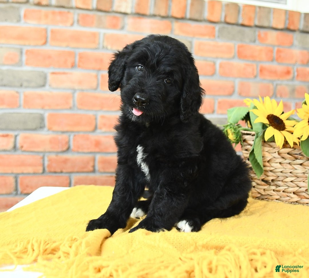 Bernedoodle dogs for sale: Timber - Image 1