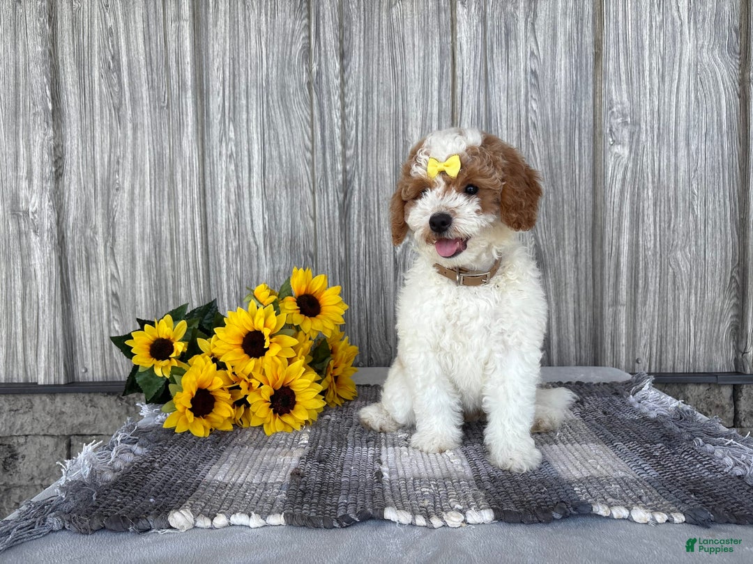 Mini Goldendoodle dogs for sale: Darla - Image 3