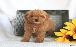 Miniature Poodle dogs for sale: Roxy - Image 3