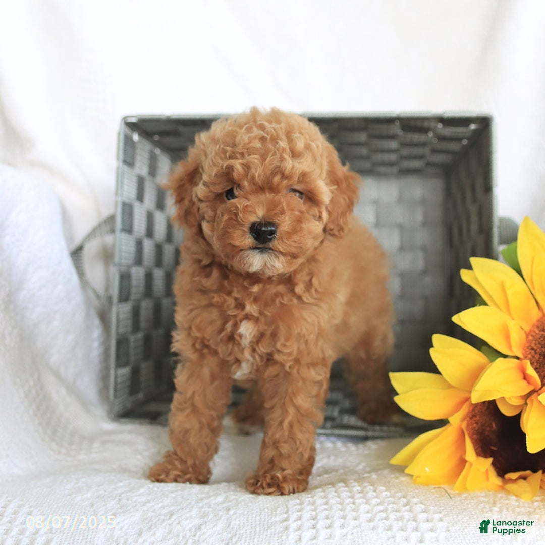Miniature Poodle dogs for sale: Roxy - Image 3