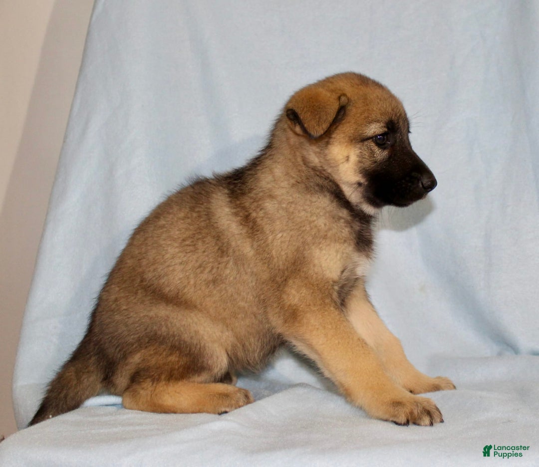 German Shepherd dogs for sale: Tammy - Image 6