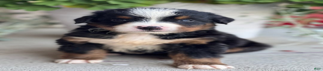 Dimitri