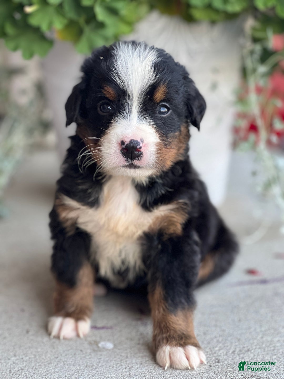 Bernese Mountain Dog dogs for sale: Dimitri - Image 2