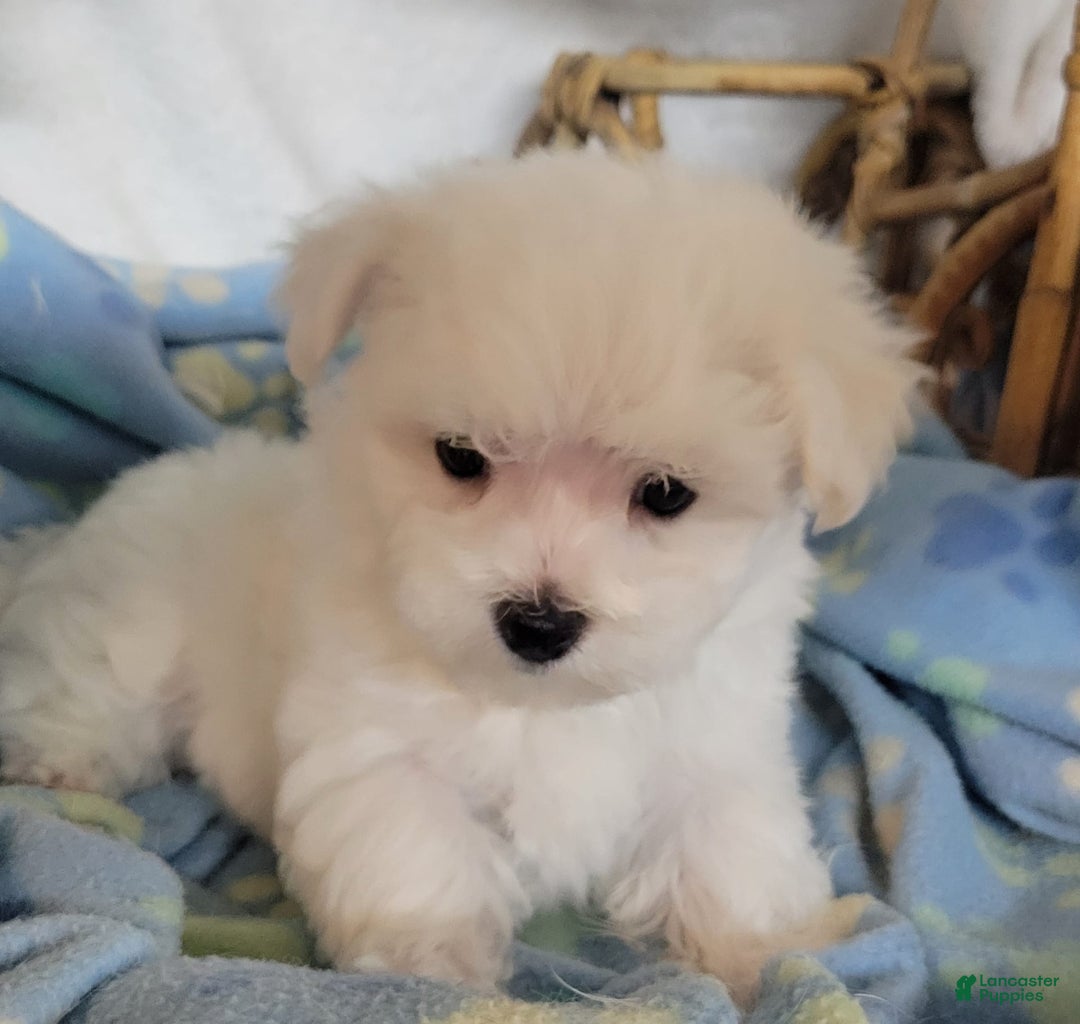 Maltese dogs for sale: Amigo - Image 2