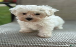 Maltese dogs for sale: Mason - Image 1