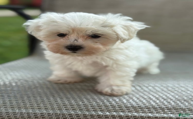 Maltese dogs for sale - Ad 5