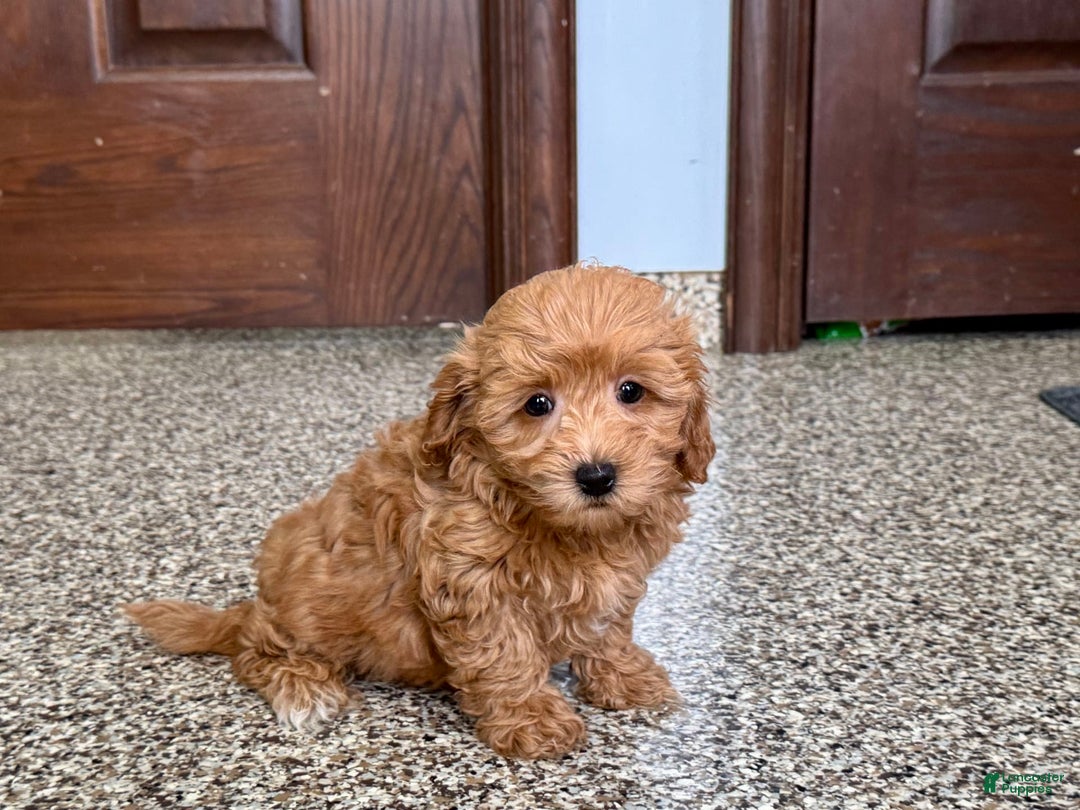 Coton De Tulear dogs for sale: Sally - Image 2