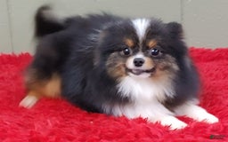 Pomeranian dogs for sale: Yovanni - Image 5