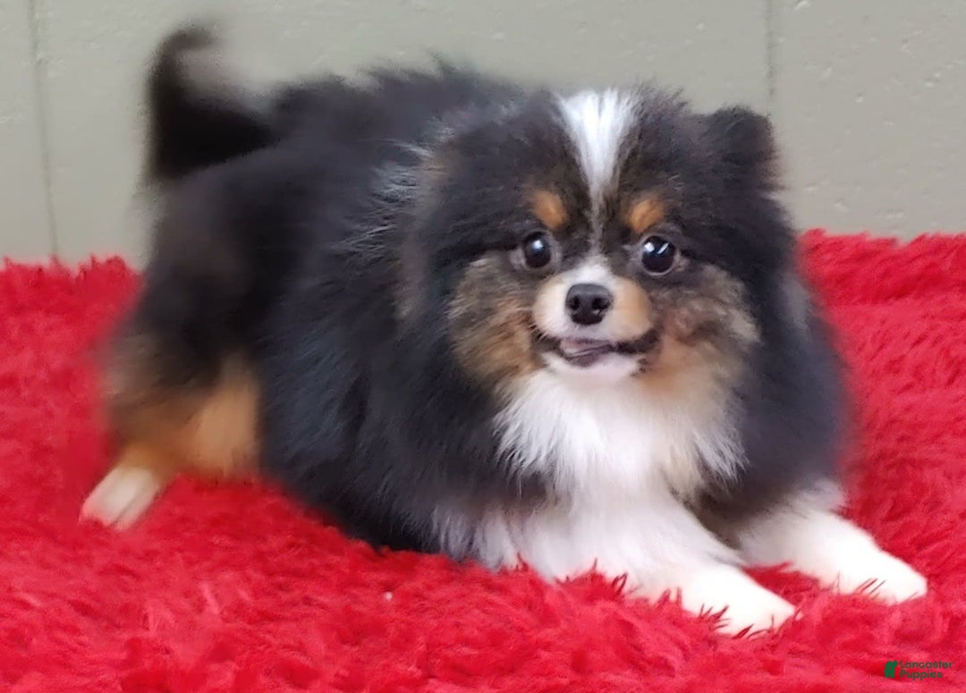 Pomeranian dogs for sale: Yovanni - Image 5