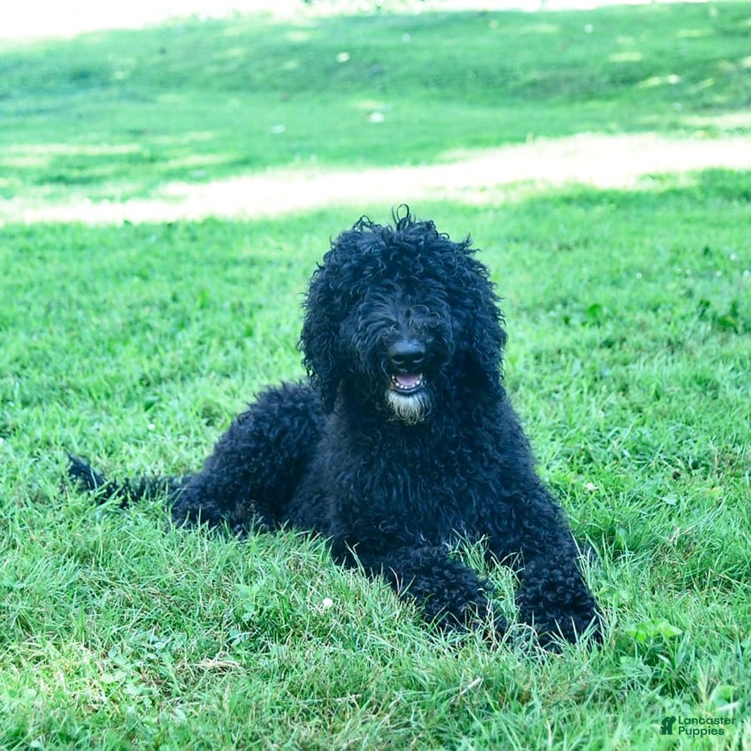 Standard Poodle dogs for sale: Archer - Image 6