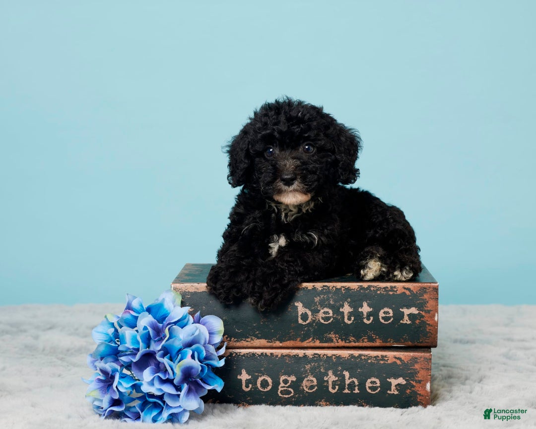 Miniature Poodle dogs for sale: Teddy - Image 1